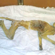 Illustration for article titled Did Facebook Sleuths Get to the Bottom of Minnesotas Mummified Monkey Mystery?